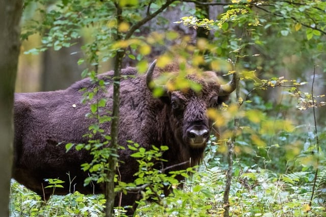 Differences Between Bison & Cattle