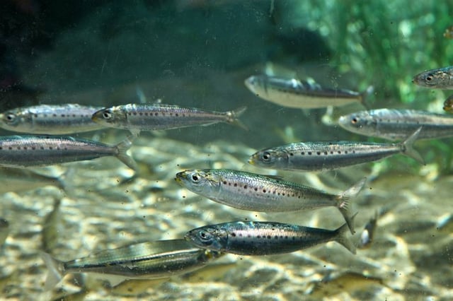 How to Make a Minnow Farm