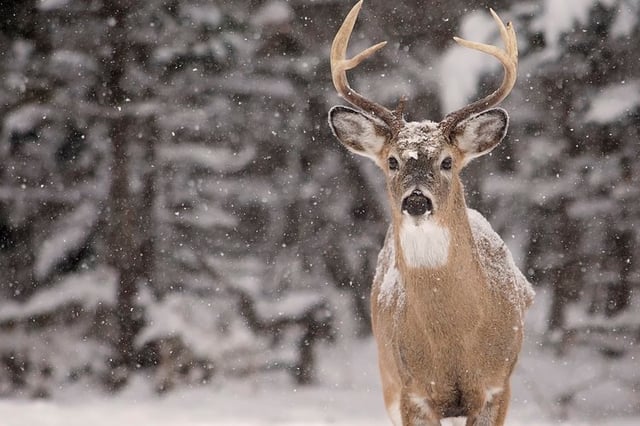 How to Attract Deer With a Salt Block