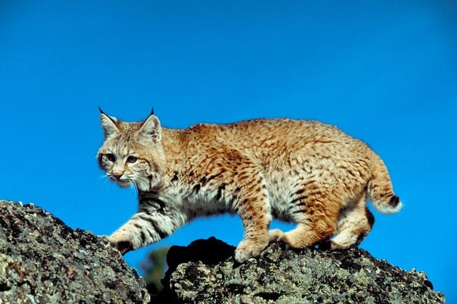 Homemade Bobcat Bait